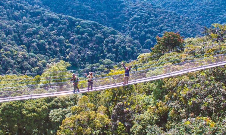 African-Parks Nyungwe Park