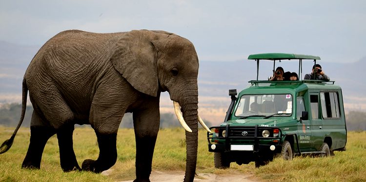 Big Five Safari Adventure