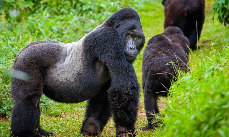 Ultimate Gorilla Experience